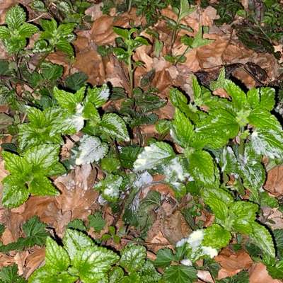 Giftköder-Mögliche Giftköder-Bild