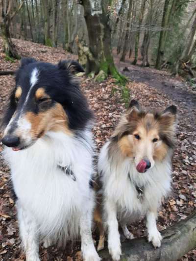 Die Dogorama-Wochen-Challenge "Die schönste Grimasse"-Beitrag-Bild