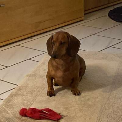 Hundetreffen-Spielen-Bild