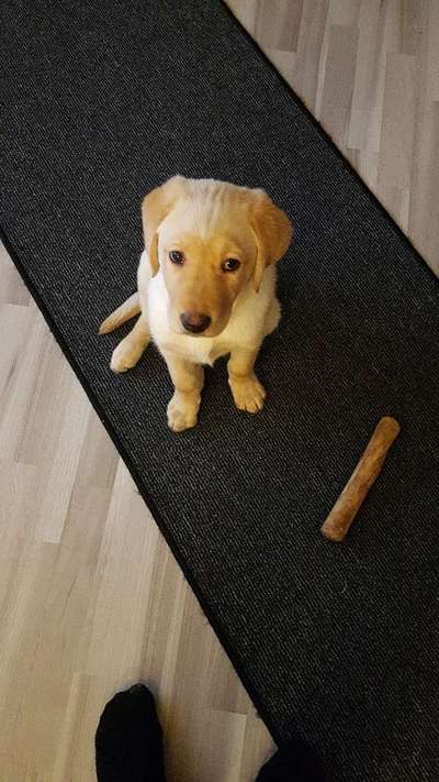 Dogorama Photo Challenge - Hundeblick zum hinschmelzen-Beitrag-Bild