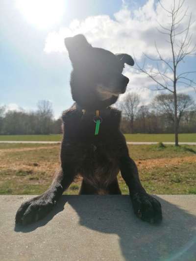 Wie heißt dein Hund?-Beitrag-Bild