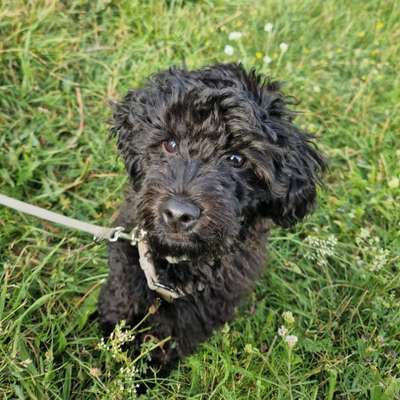 Hundetreffen-Spieltreffen Tempelhofer Feld / Hasenheide-Bild