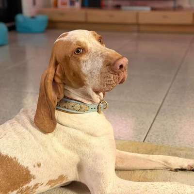 Hundetreffen-Suche Sozialkontakte für meine Hündin 🙂-Bild