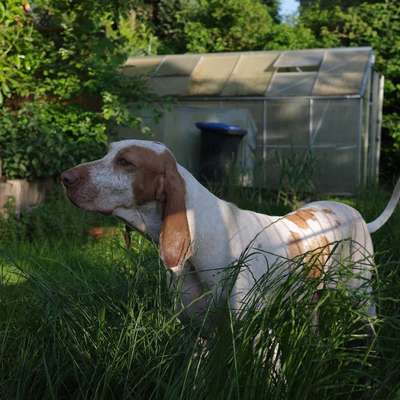 Hundetreffen-Spielfreunde gesucht 🤗-Bild