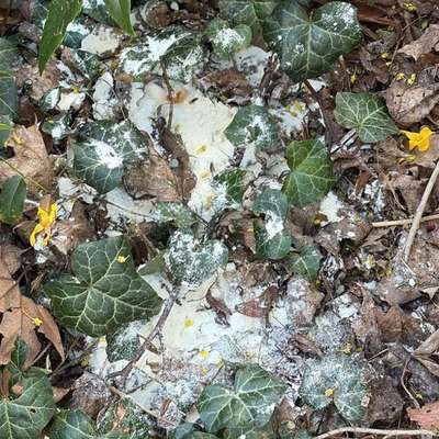 Giftköder-Eventuell Rattengift-Bild