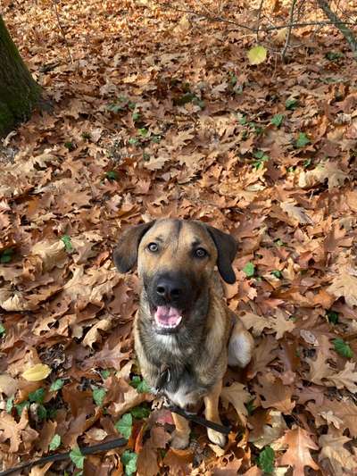 Dogorama Photo Challenge - Portrait-Beitrag-Bild