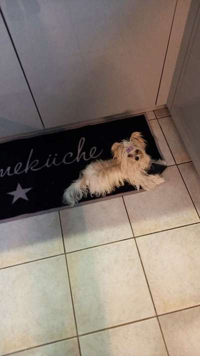 Yorkshire Terrier-Beitrag-Bild