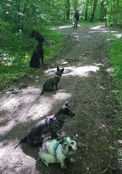 Hundetreffen-Gemeinsames Training-Bild