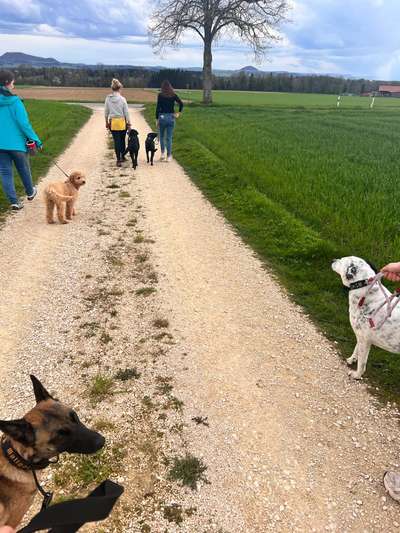 Hundetreffen-Social Walks 1-2x die Woche-Bild