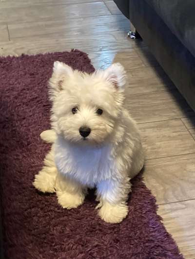 Dogorama Photo Challenge - Hundeblick zum hinschmelzen-Beitrag-Bild