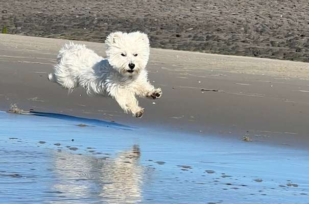 Dogorama Photo Challenge - Hunde in Action-Beitrag-Bild