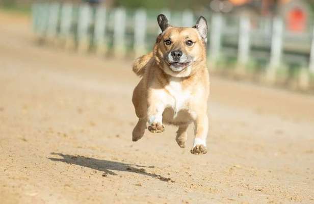Fotochallenge 66 ~ Rennaction -Zeig deinen Hund im Lauf-Beitrag-Bild
