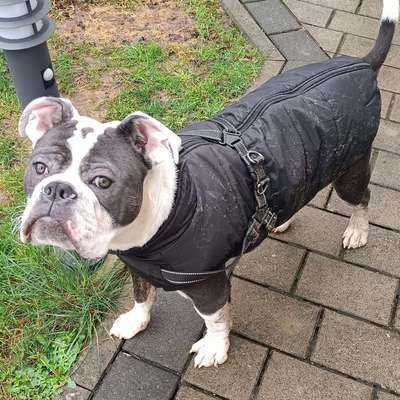 Hundetreffen-Spiel/Gassirunde-Bild