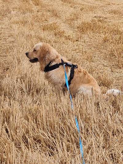 Fotochallenge Nr. 93 Es ist Erntezeit-Beitrag-Bild