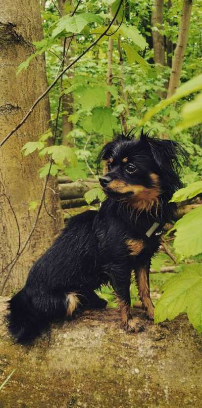 Mischlinge raten - Rätselspaß-Beitrag-Bild