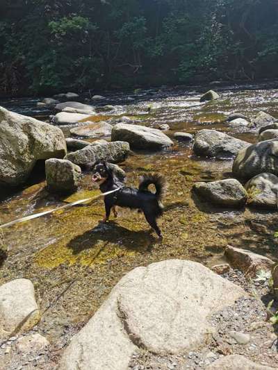 Die wunderschöne Welt mit Hund.-Beitrag-Bild
