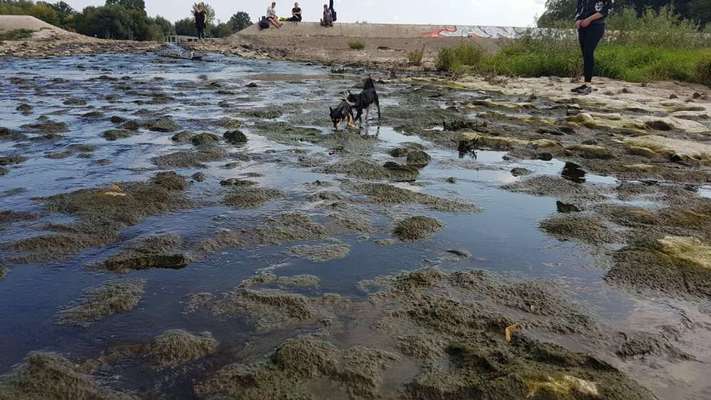 Die wunderschöne Welt mit Hund.-Beitrag-Bild