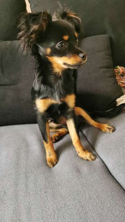 Wo sind die Chihuahua Besitzer ?-Beitrag-Bild