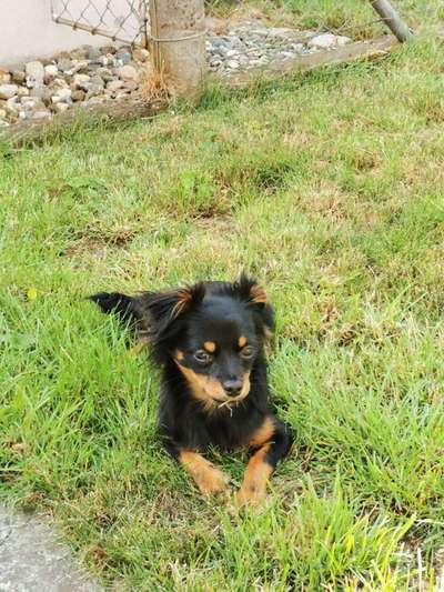 Welche Hunderasse-Beitrag-Bild