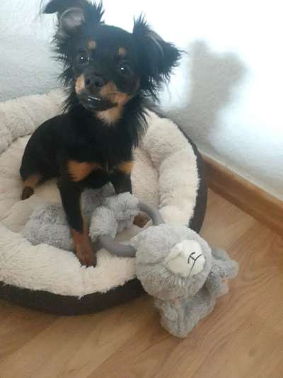 Prager Rattler-Beitrag-Bild