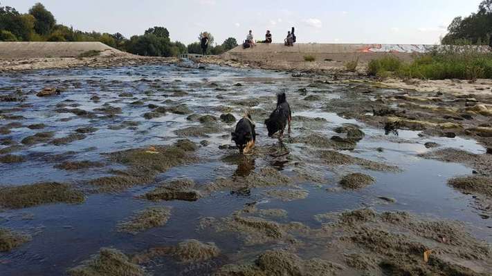 Bester Freund, Hundekumpel - zeigt her!-Beitrag-Bild