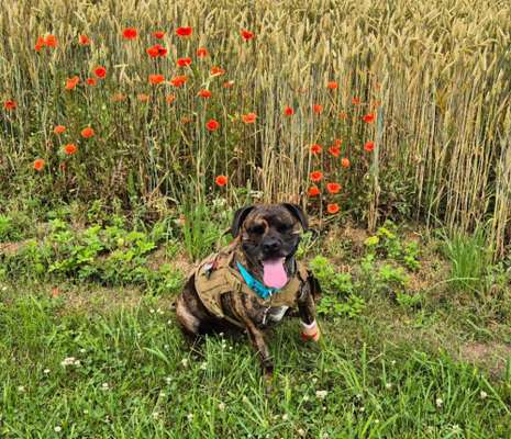 Hundetreffen-Gassirunden-Bild