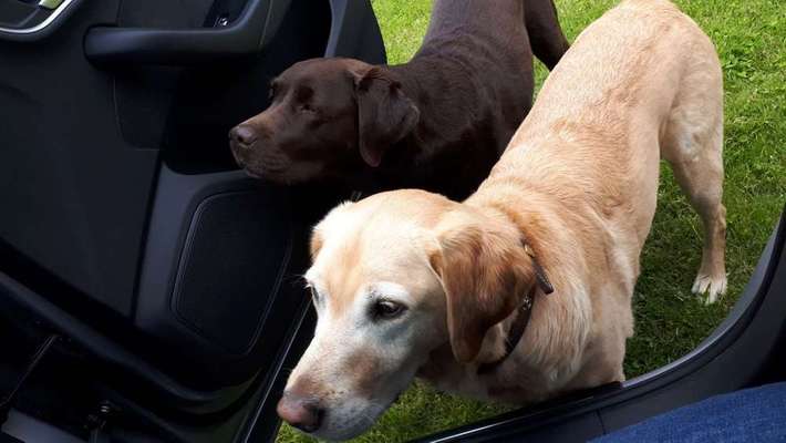 Bester Freund, Hundekumpel - zeigt her!-Beitrag-Bild