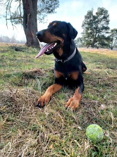 Dogorama Photo Challenge - Der Frühling kommt-Beitrag-Bild