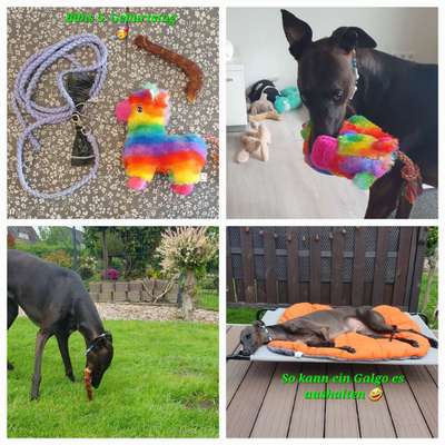 Windhunde - Treffen der besonderen Schönheiten
HERZLICH WILLKOMMEN-Beitrag-Bild