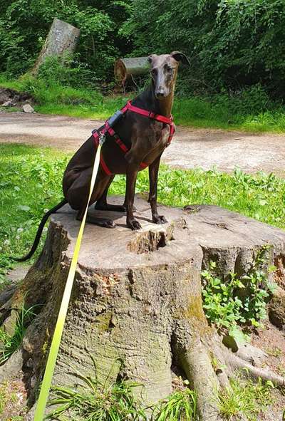 Windhunde - Treffen der besonderen Schönheiten
HERZLICH WILLKOMMEN-Beitrag-Bild