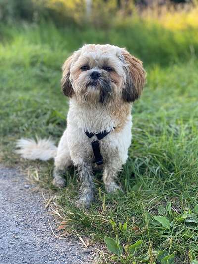 Hundetreffen-Gassirunden, Spiel & Spaß-Bild