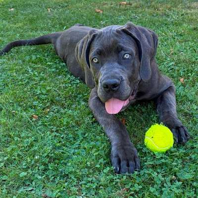 Hundetreffen-Gemeinsame Gassirunde-Bild