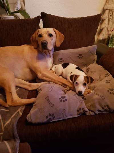 Bester Freund, Hundekumpel - zeigt her!-Beitrag-Bild