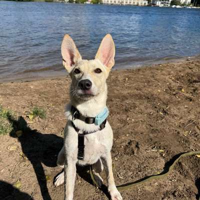 Hundetreffen-Spiel- & Gassipartner für Kira gesucht 🐾🐶-Bild