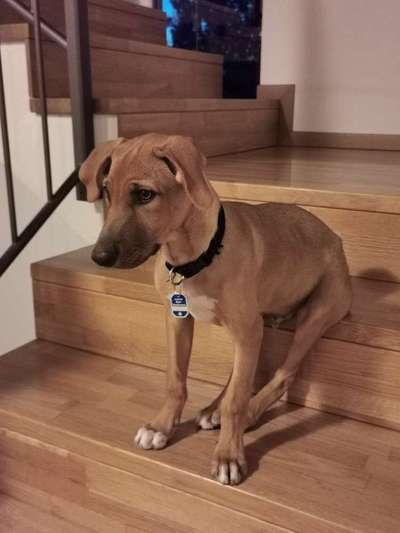 Welpen Bilder !-Beitrag-Bild