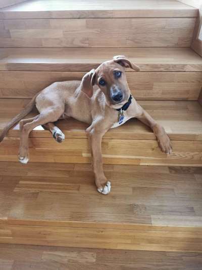 Welpen Bilder !-Beitrag-Bild