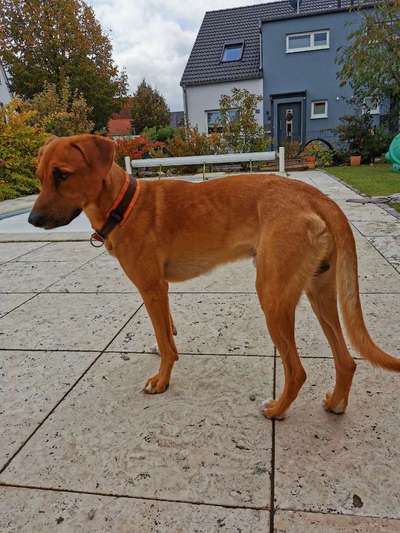 Hund aus dem Spanischen Tierschutz-Beitrag-Bild