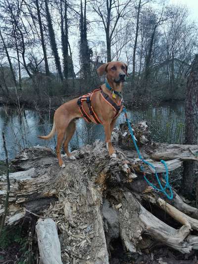 Hund aus dem Spanischen Tierschutz-Beitrag-Bild
