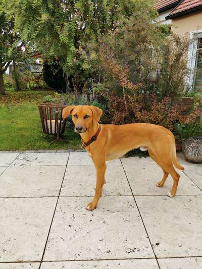 Windhundtreffen - PLZ-Beitrag-Bild