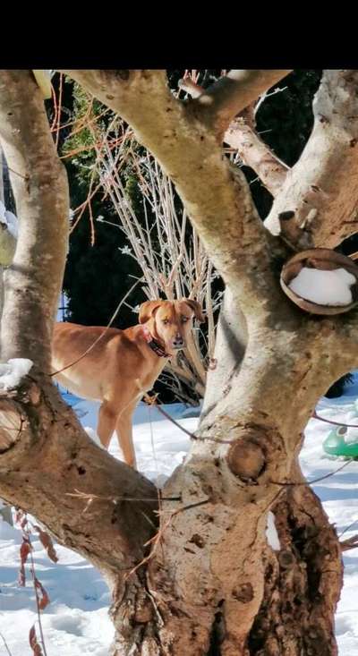 Dogorama Photo Challenge - Es wird nochmal kalt!-Beitrag-Bild