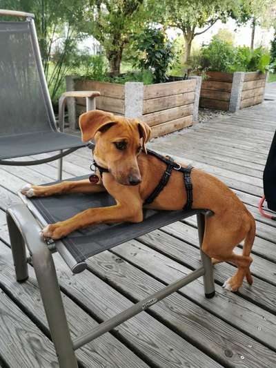 Welpen Bilder !-Beitrag-Bild