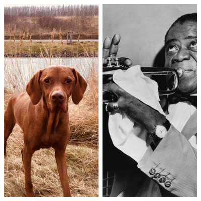 Wie heißt dein Hund?-Beitrag-Bild