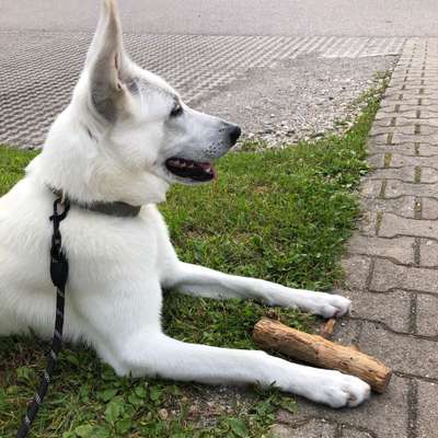 Hundetreffen-Spiel und Übungstreffen-Profilbild