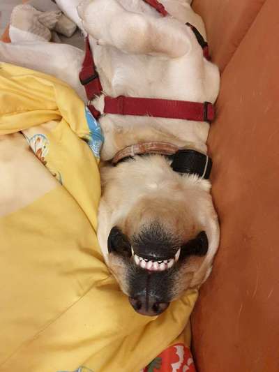 Zeigt eure verrücktesten Hundebilder-Beitrag-Bild