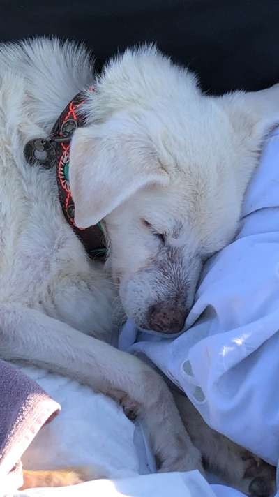 Erfahrung mit älteren Hunden-Beitrag-Bild