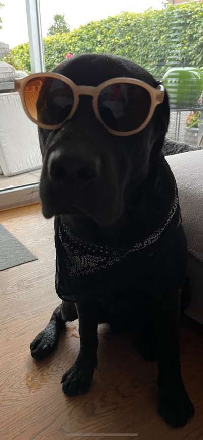 Die Dogorama Wochen Challenge-Beitrag-Bild