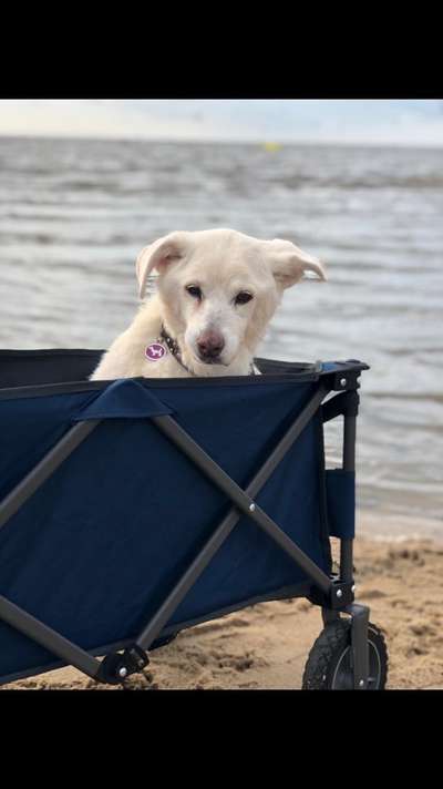 Erfahrung mit älteren Hunden-Beitrag-Bild