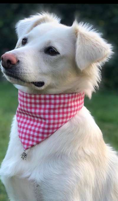 Die Dogorama Wochen Challenge-Beitrag-Bild