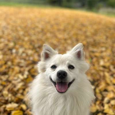 Hundetreffen-Lern Treffen-Bild