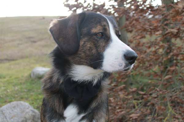 Appenzellerbesitzer gesucht!-Beitrag-Bild